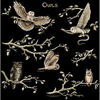 Owls Bandana