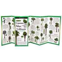 Common Palms 