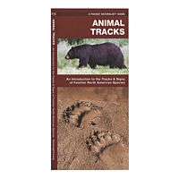 Animal Tracks: An Introduction to the Tracks 